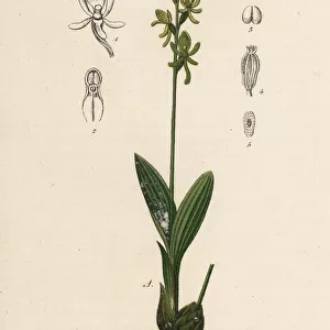 Fen orchid, Liparis loeselii