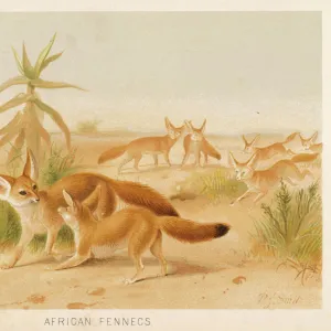 FENNEC