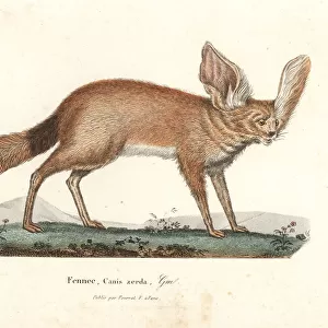 Fennec fox or fennec, Vulpes zerda