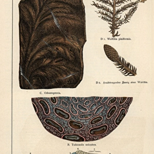 Fern fossils from the Permian