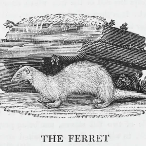 Ferret (Bewick)