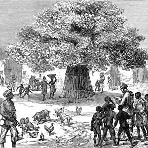 Fetish tree in a village near Cape Coast Castle, 1873