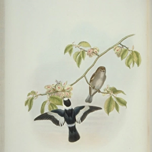 Ficedula albicollis, collared flycatcher