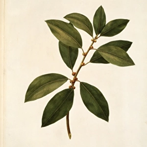 Ficus obliqua, small leaved fig tree