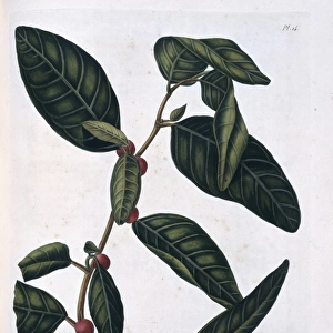Ficus tinctoria, dye fig