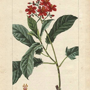 Fiddlehead jatropha, Jatropha pandurifolia