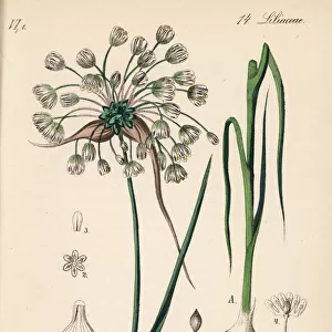 Field garlic, Allium oleraceum