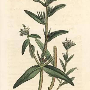 Field gromwell, Buglossoides arvensis