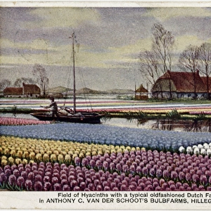 Field of Hyacinths and old Dutch Farmhouse, The Netherlands