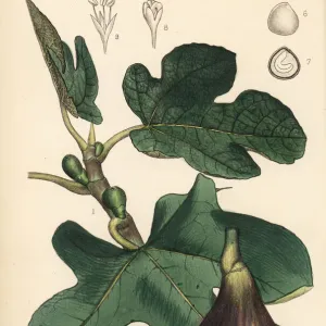 Fig, Ficus carica