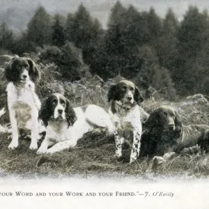 Four fine English Springer Spaniels in a patch of heathland Four fine English Springer Spaniels in a patch of heathland