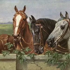 Four Fine Horses Print, circa 1910s Four Fine Horses Print, circa 1910s