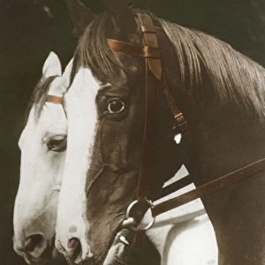 A fine portrait of two horses