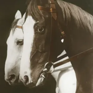 Print of Two Horses, circa 1910s Print of Two Horses, circa 1910s