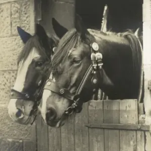 Print of two working horses in a stall, circa 1910s Print of two working horses in a stall, circa 1910s