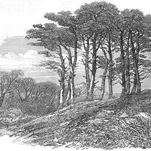 Fir Trees on Hampstead Heath, London, 1871