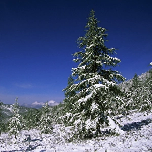 Fir Trees and Spruces after a snowfall