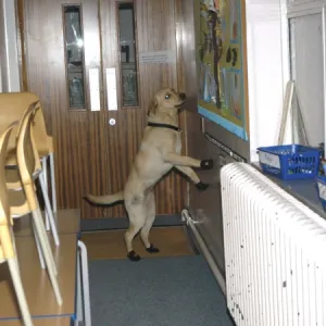 Fire dog working at scene of school fire, Dagenham