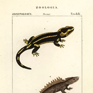 Fire salamander and critically endangered great crested newt