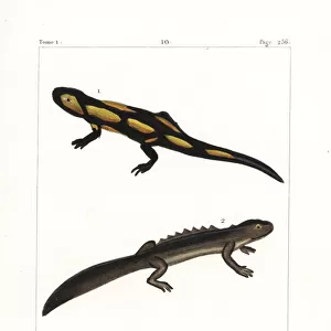 Fire salamander, smooth newt and spectacled salamander