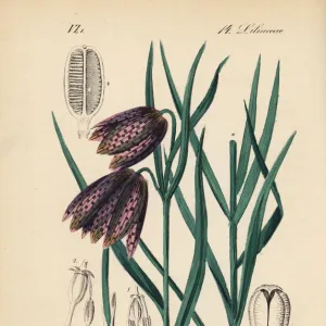 Firespike fritillary, Fritillaria montana