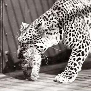 First leopard cubs born in England, 1934