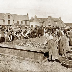 Fish girls gutting herring in Stornoway, Victorian period