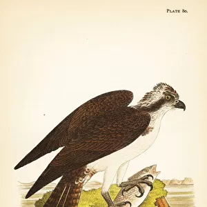 Fish hawk or osprey, Pandion haliaetus