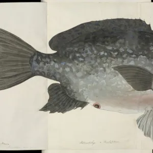 Fish illustration by Robert Neill