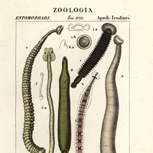 Fish leech and freshwater leeches