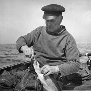 Fisherman with pollock, near Sennen Cove, Cornwall
