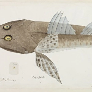 Flathead fish illustration
