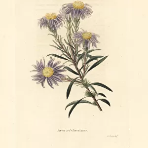 Flax-leaf ankle-aster, Ionactis linariifolia