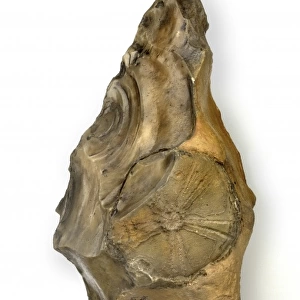 Flint handaxe incorporating fossil echinoid
