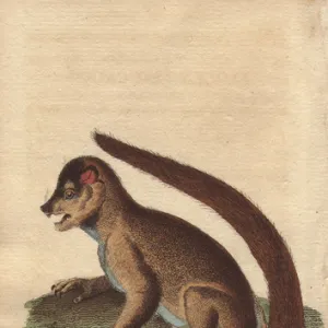 Flocky maucauco or macauco, woolly lemur or