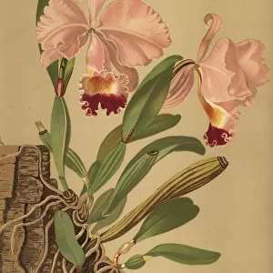 Flor de Mayo or Christmas orchid, Cattleya trianae
