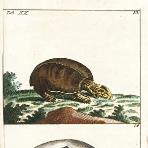 Florida softshell turtle, Apalone ferox, and young in egg