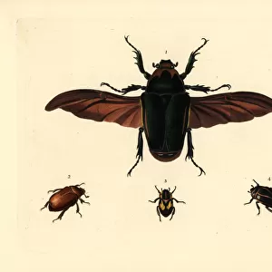Flower beetle and other exotic beetles