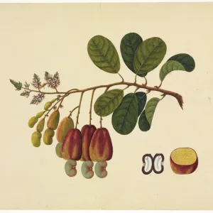 Flower Illustration from the Reeves Collection