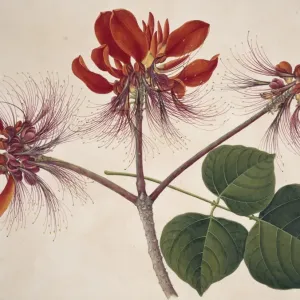 Flower Illustration from the Reeves Collection Flower Illustration from the Reeves Collection