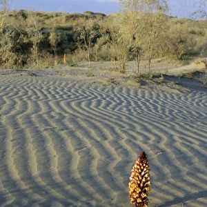 Flowering parasitic plant - in sand dunes of Karakum