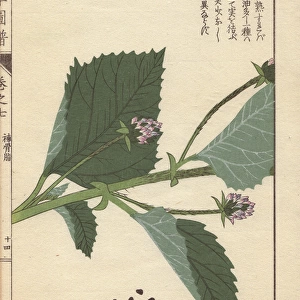 Flowers of Babchi, or scurf pea, Psoralea corylifolia