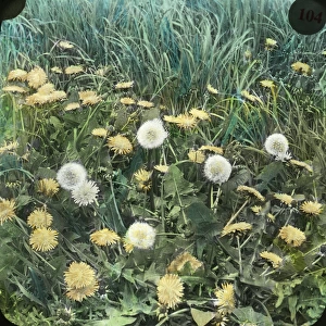 Flowers - Dandelion