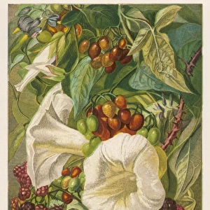 Flowers: sept & Oct 1863