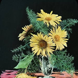 Flowers - Yellow marguerite