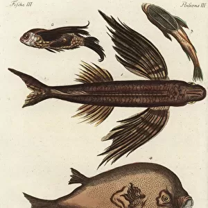 Flying fish, suckerfish and boxfish
