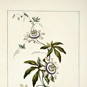 Folio 11 from A Collection of Flowers by John Edwards