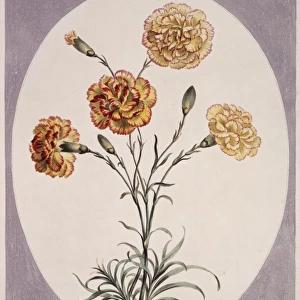 Folio 38 from A Collection of Flowers by John Edwards