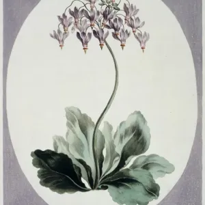 Folio 57 from A Collection of Flowers by John Edwards Folio 57 from A Collection of Flowers by John Edwards