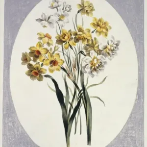Folio 65 from A Collection of Flowers by John Edwards Folio 65 from A Collection of Flowers by John Edwards